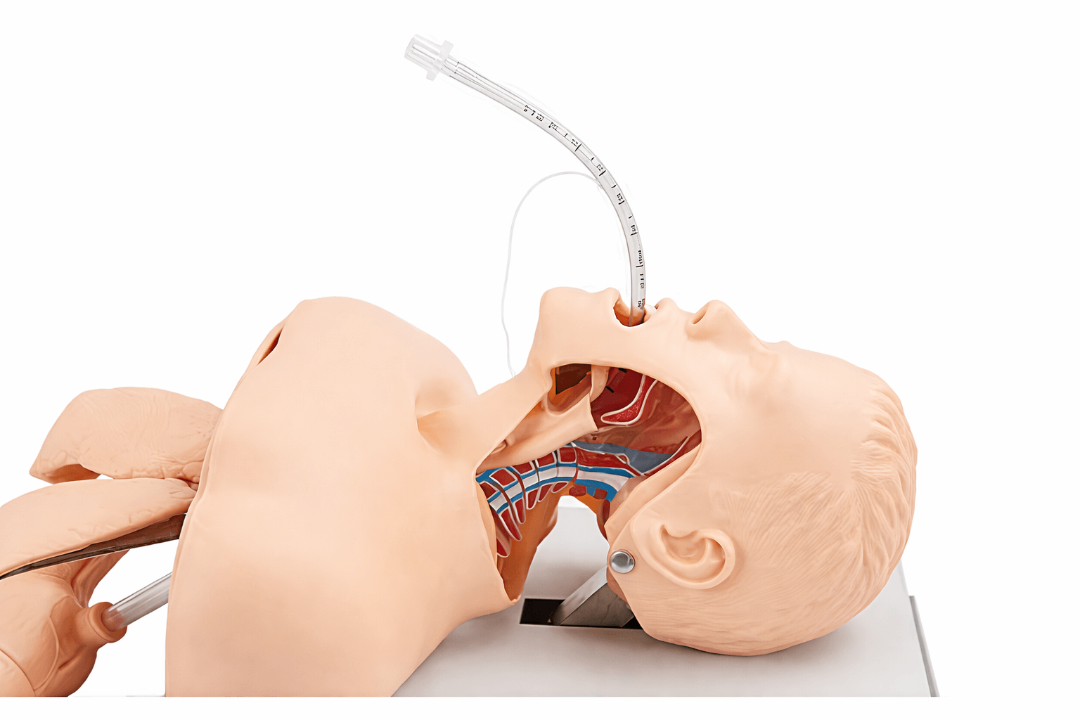 Trachea intubation Training Model