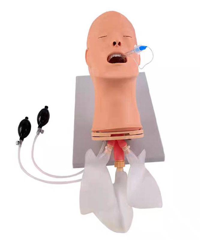Adult Intubation Model