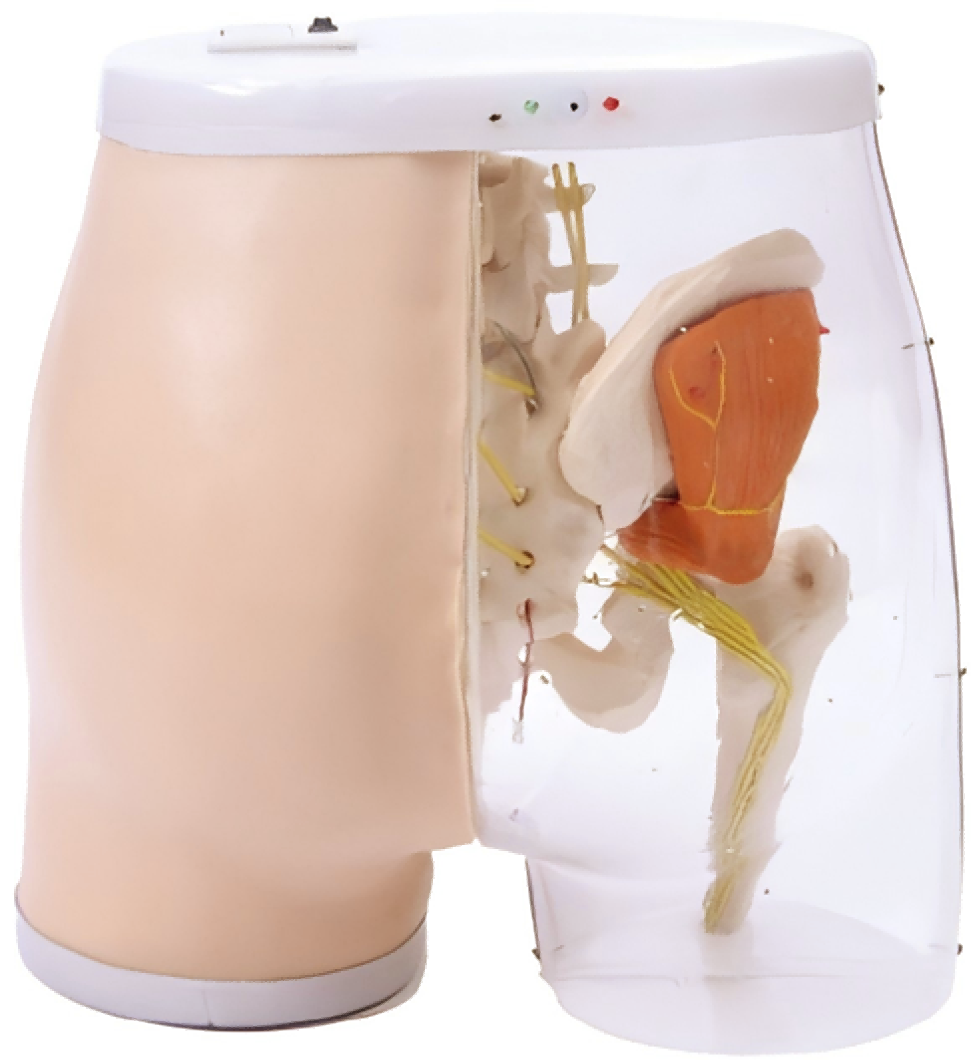 Intramuscular Injection Model