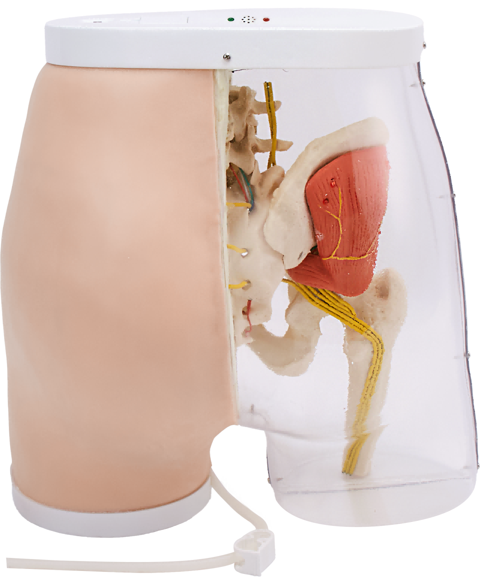 Smart Feedback Gluteal IM Injection Model