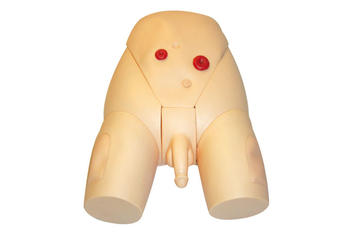 Male Catheterization Training Model
