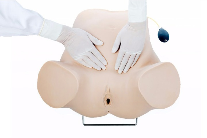 Four-Step Palpation Training Model