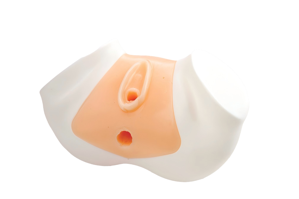 Transrectal Uterine Ultrasound Model