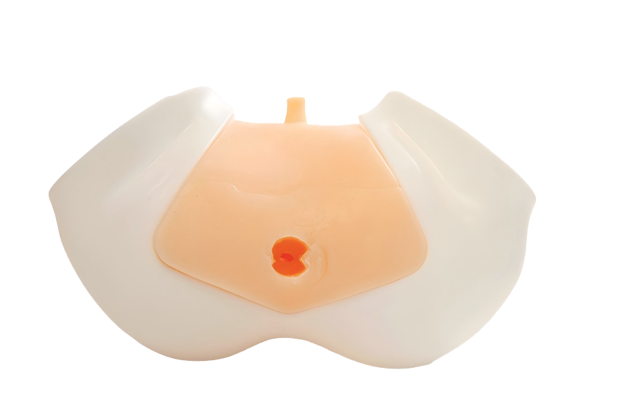 Transrectal Prostate Ultrasound Model