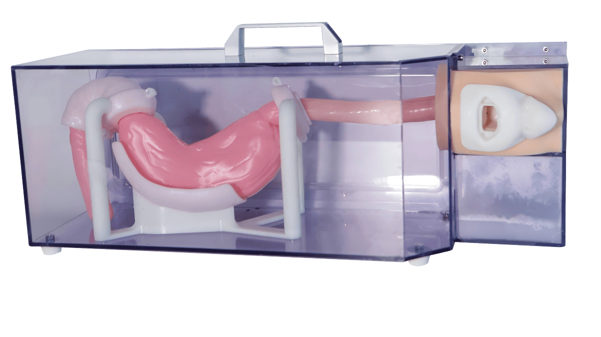 Gastroscopy Training Model (Basic)