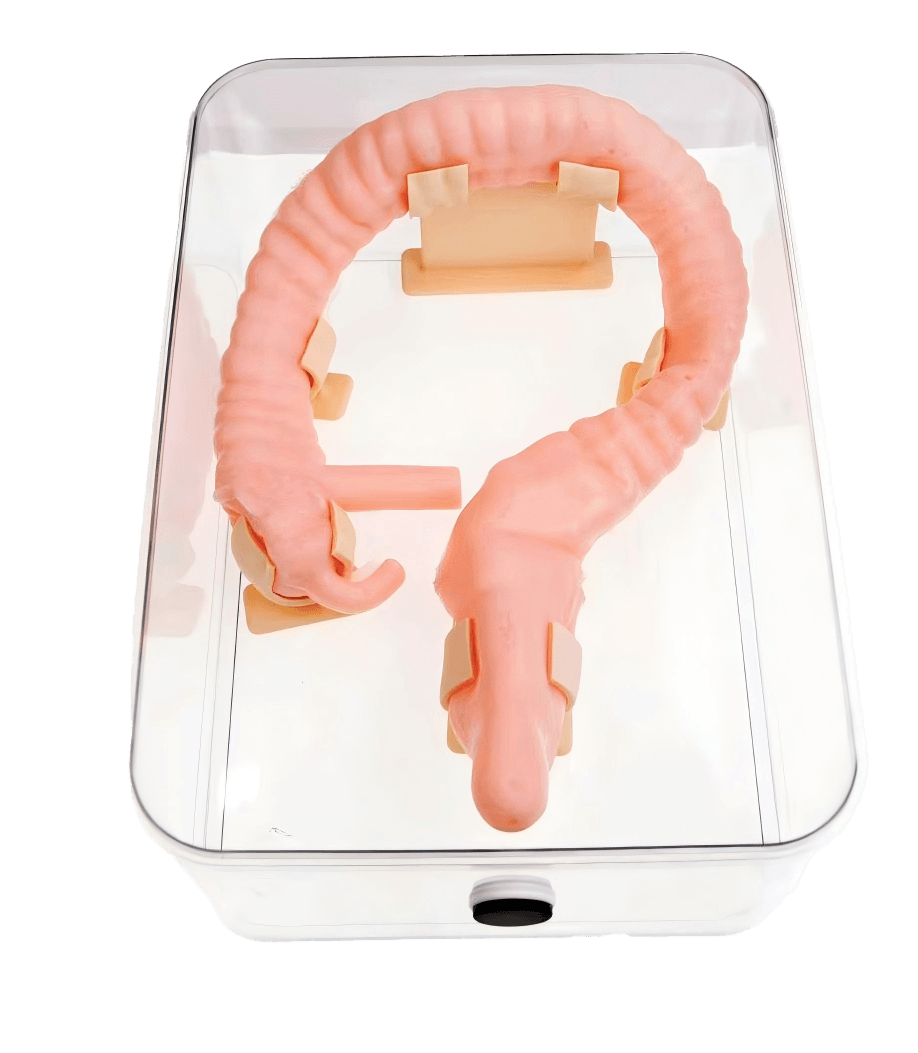 Colon Practice Model