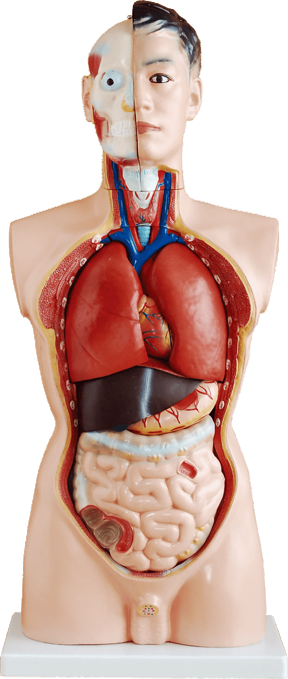 85cm Male Torso 19 Parts