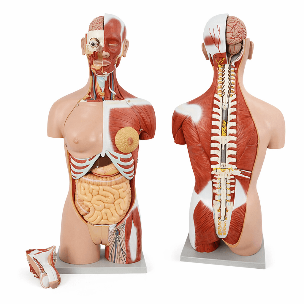 85cm Deluxe Dual-Sex Muscular Torso 28Parts