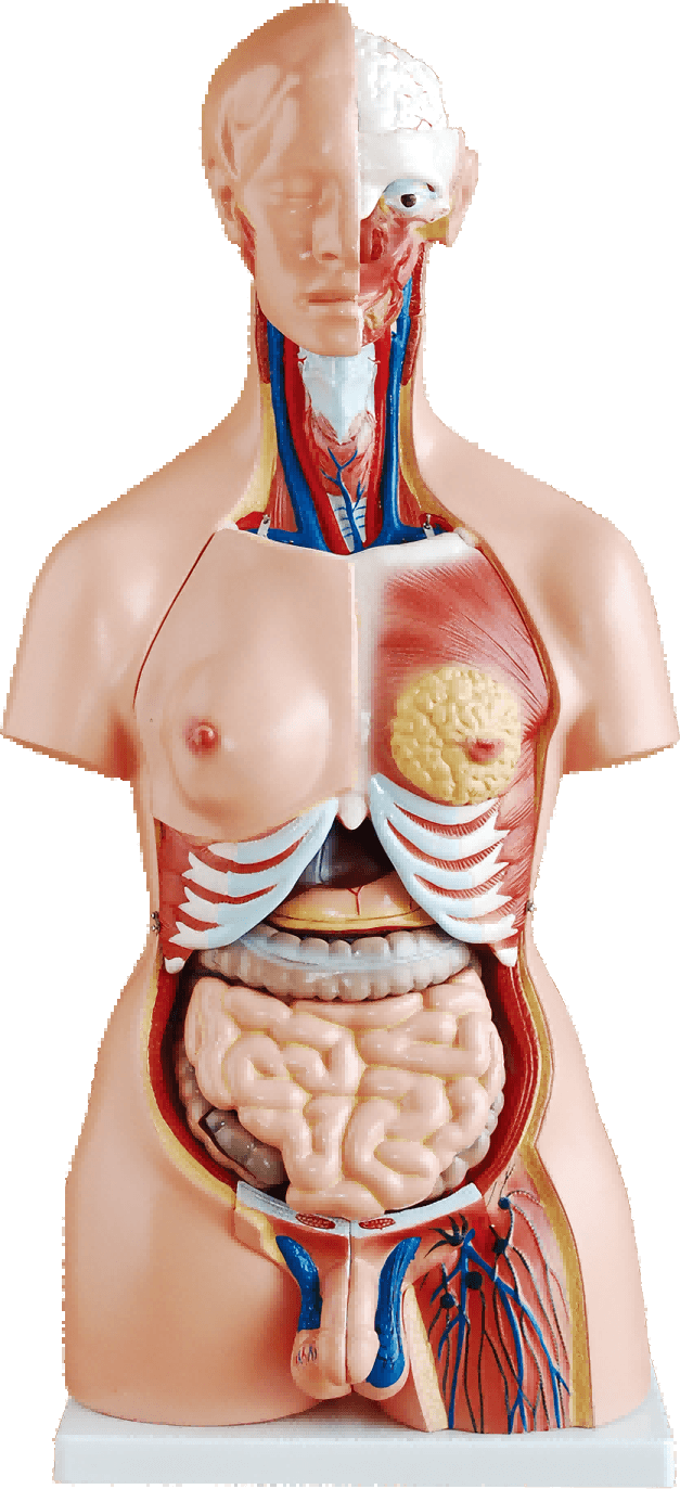 85cm Unisex Torso 23 Parts