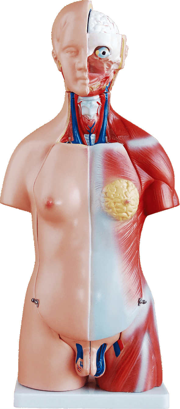 45cm Unisex Torso 23 Parts