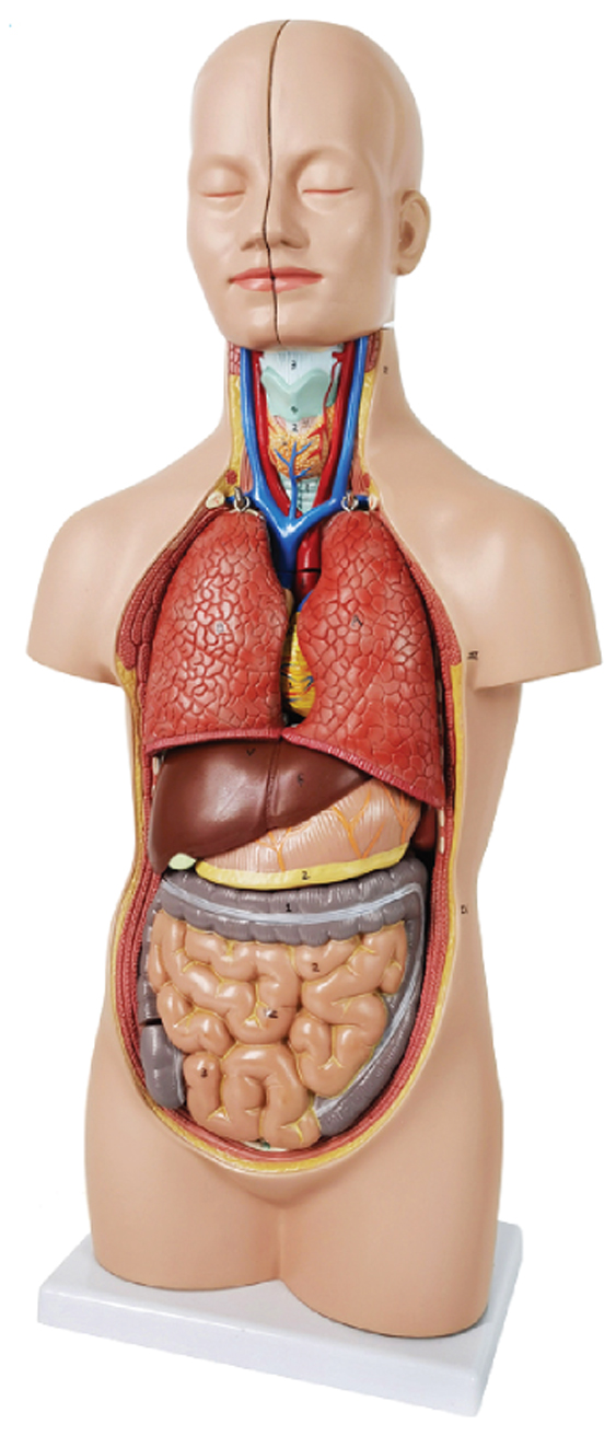 50cm Sexless Torso 12 Parts