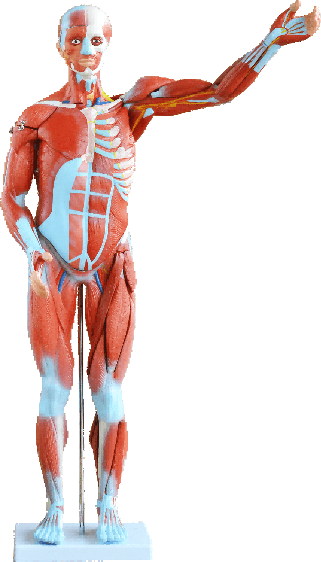80cm Human Muscle Model Male, 27 Parts