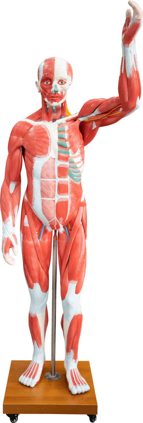 175cm Human Muscle Model, 29 Parts