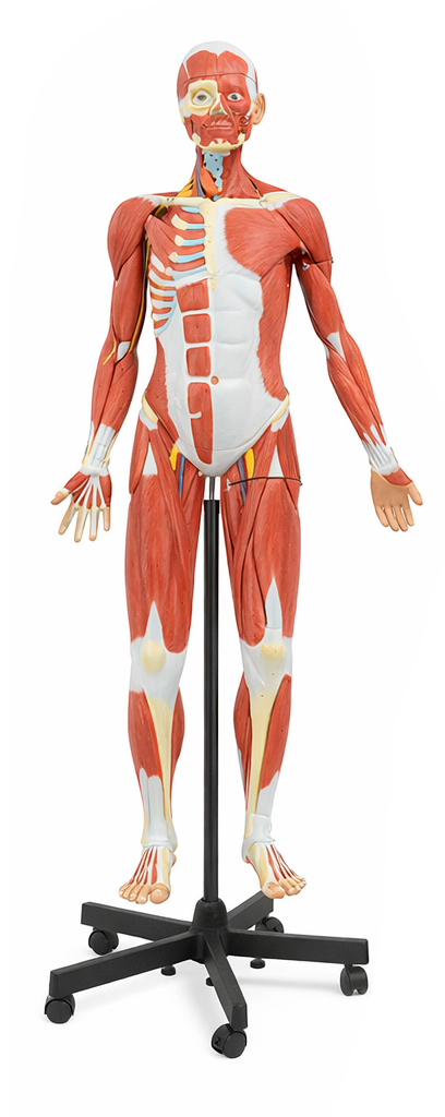 140cm Male Muscular Figure Model 32 Parts