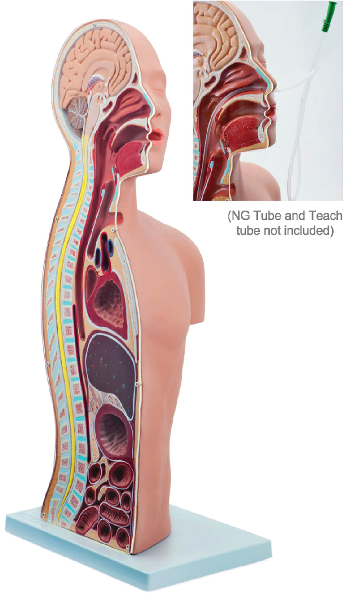 NG & Tracheostomy Teaching Torso, Life Size
