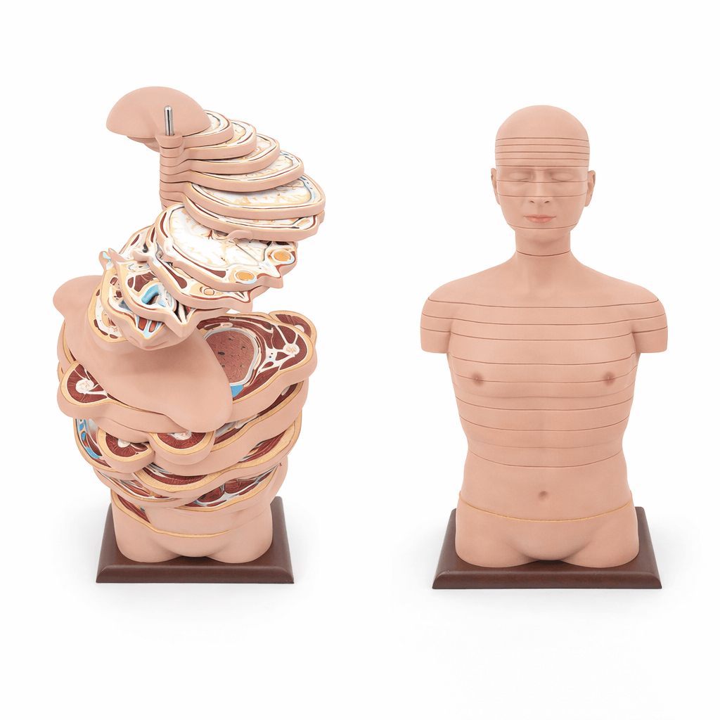 Human Head, Neck and Trunk Horizontal Section Tomographic Anatomical Model