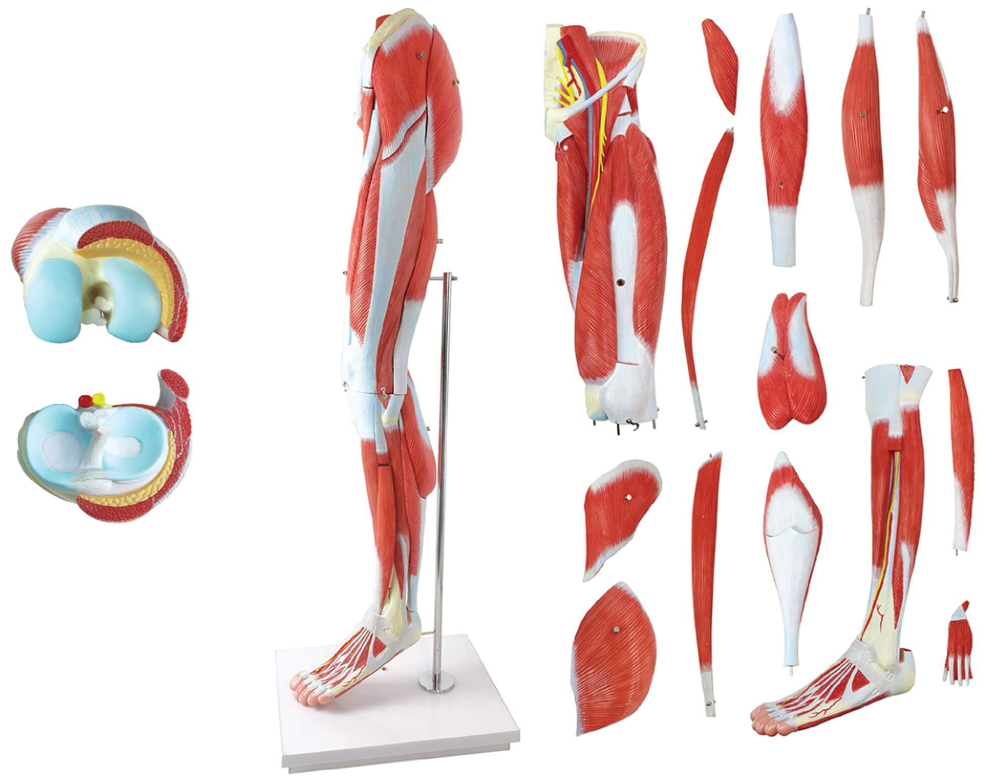 Leg Muscle Model with Pelvic Base, 14 Parts
