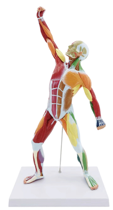 50cm Didactic Muscule Figure, 1/4 Life Size