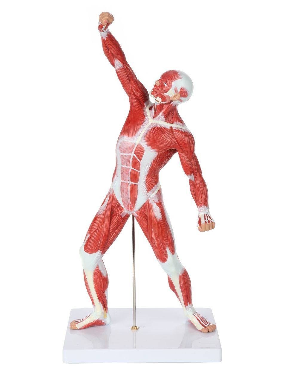 50cm Muscular Figure Model, 1/4 Life Size
