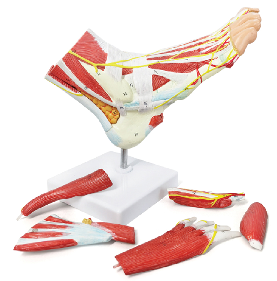 Foot Muscle Model, 9 Parts