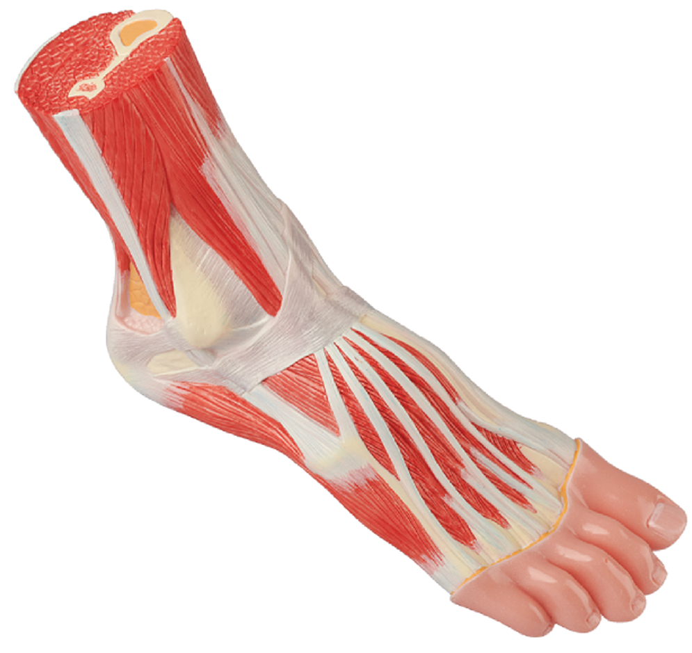Normal Foot, Life Size