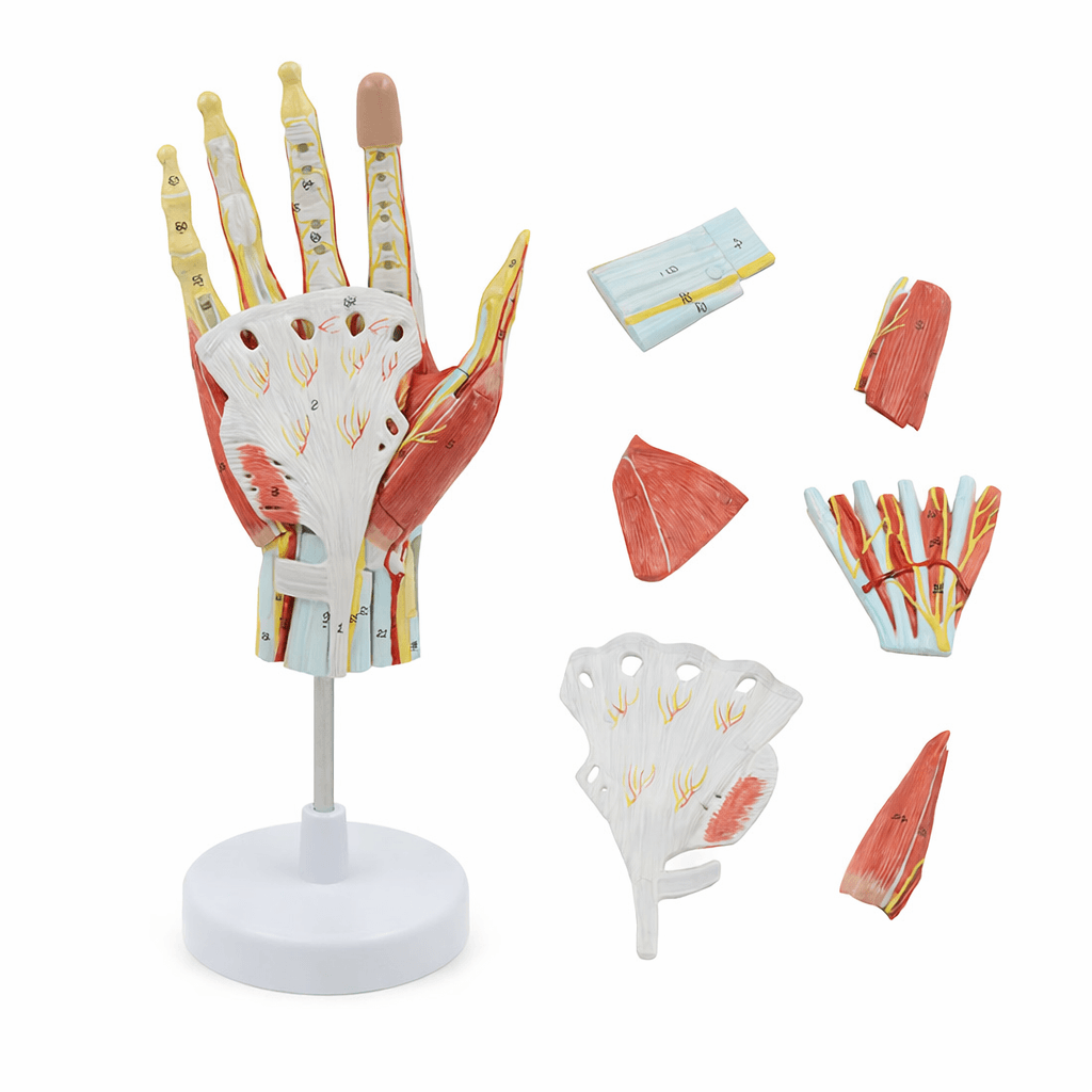 Hand Muscle Model with Forearm Base, 7 Parts
