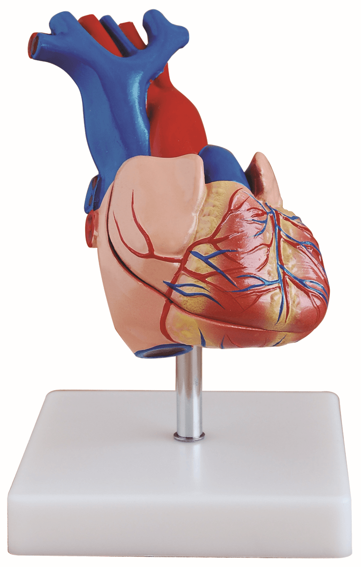 Life-Size Heart Model