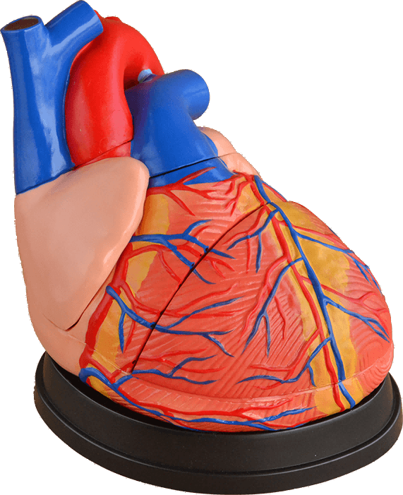 Jumbo Heart Model (4× Enlarged), 3 Parts