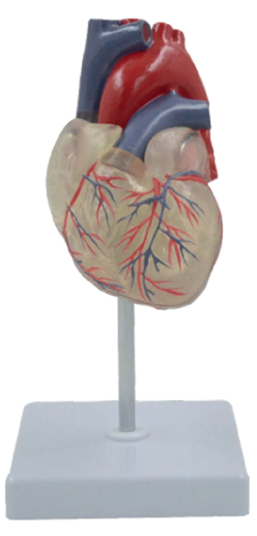 Transparent Heart, 2 Parts