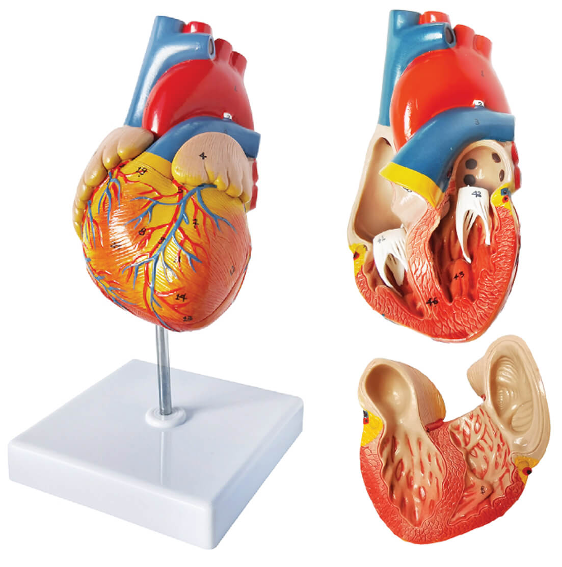 Classic Heart, Life Size, 2 Parts