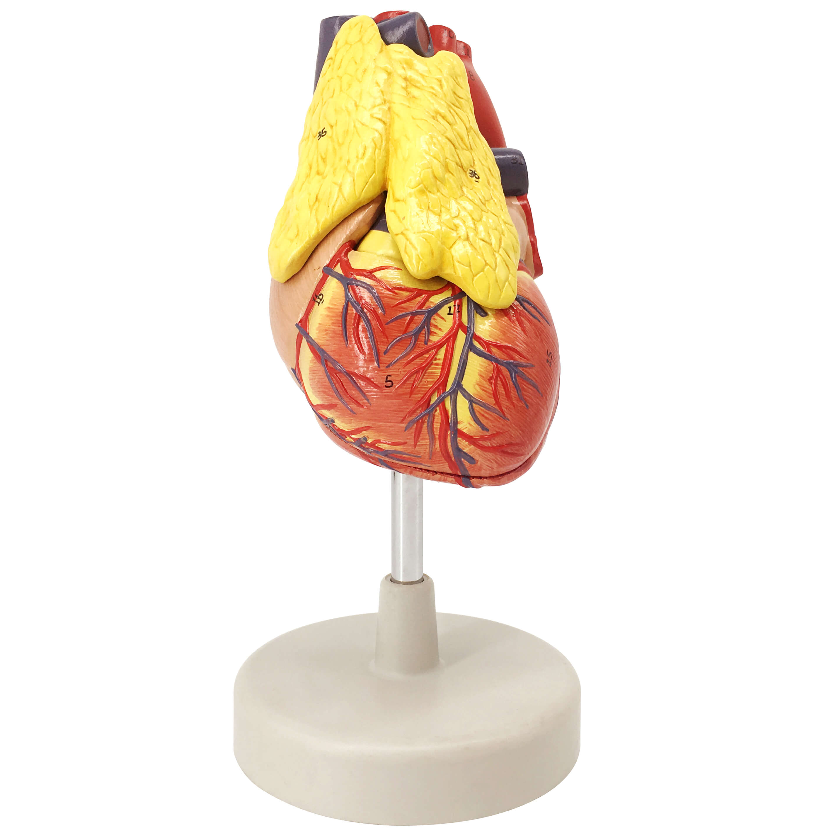 Human Heart with Thymus Gland, Life Size, 3 Parts
