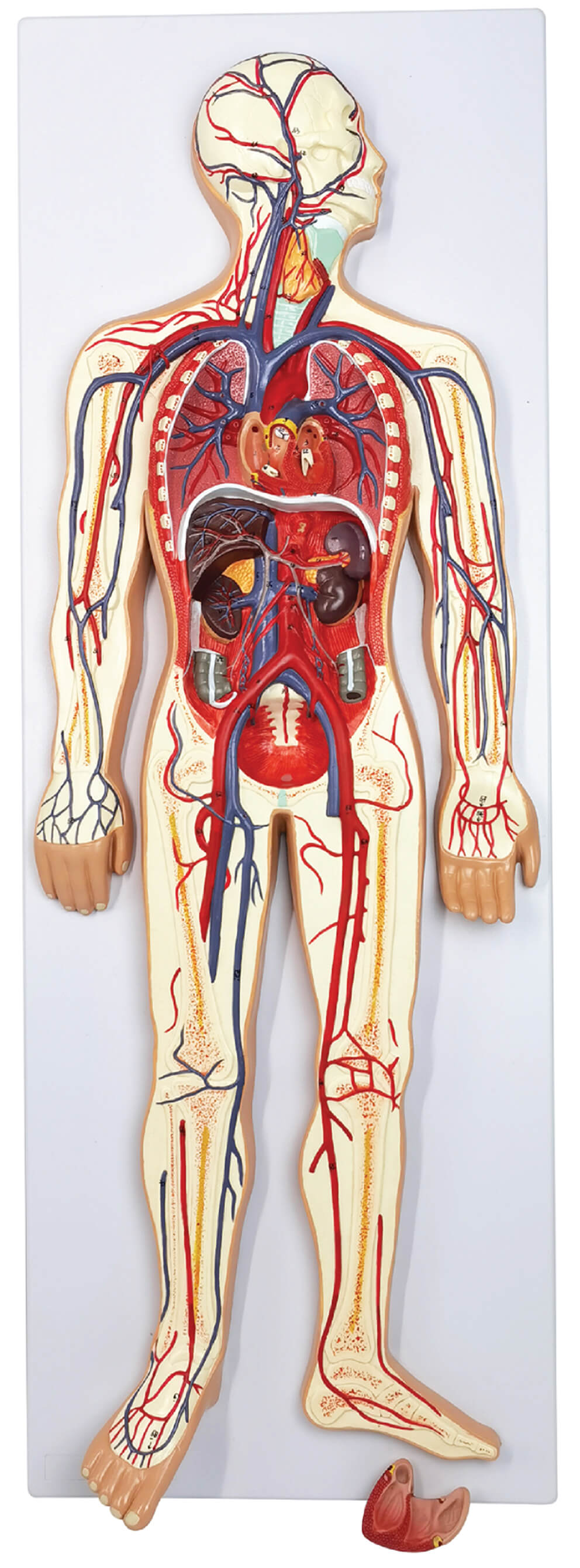 Circulatory System Model