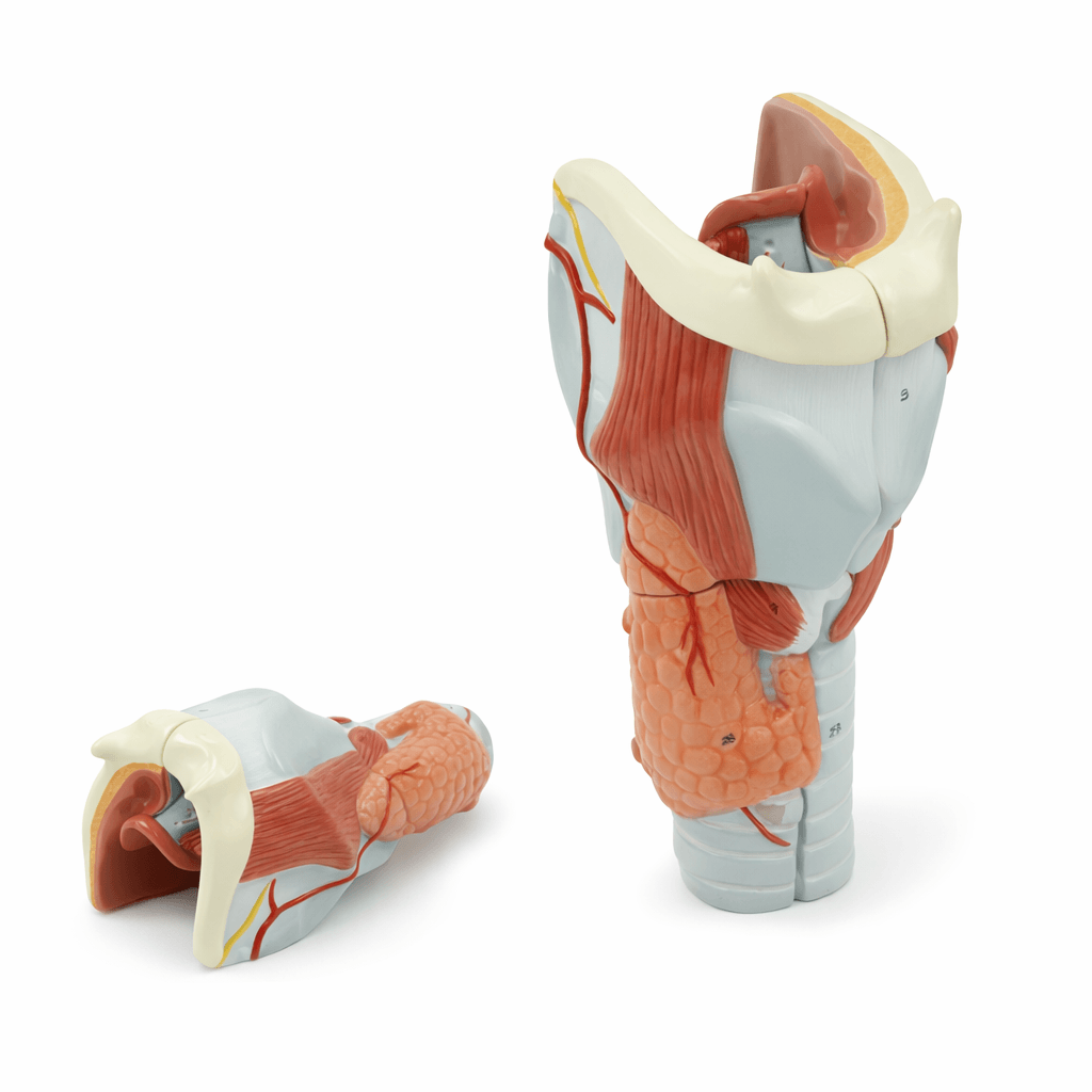 Larynx Anatomy Model (2× Enlarged), 5 Parts