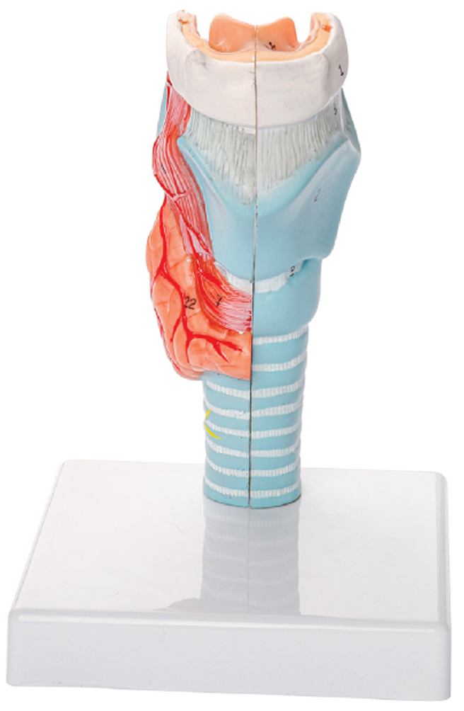 Larynx Model, Life Size, 2 Parts