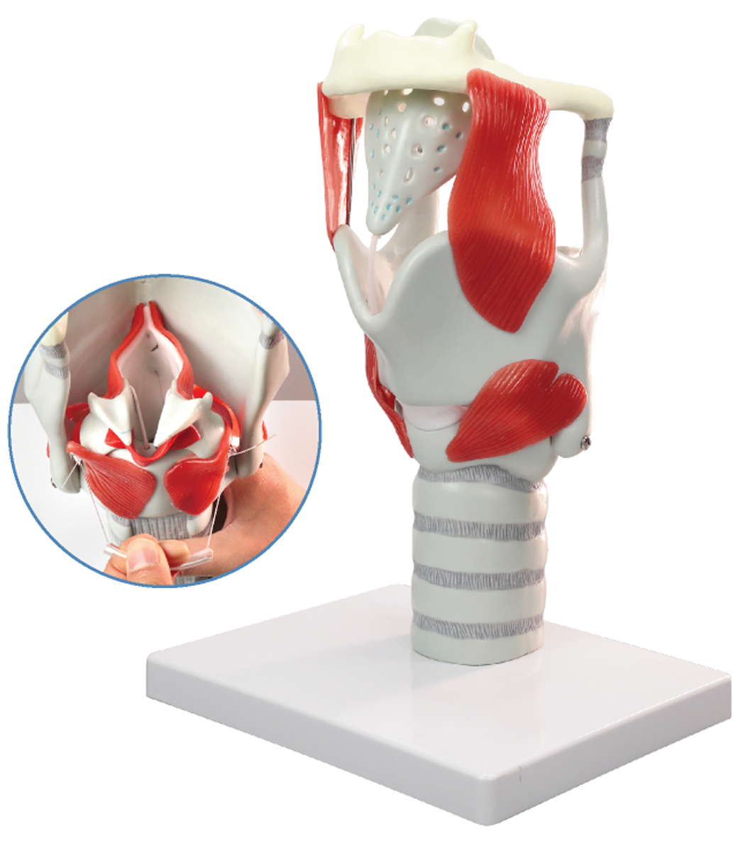 Functional Model of the Larynx, 3× Enlarged