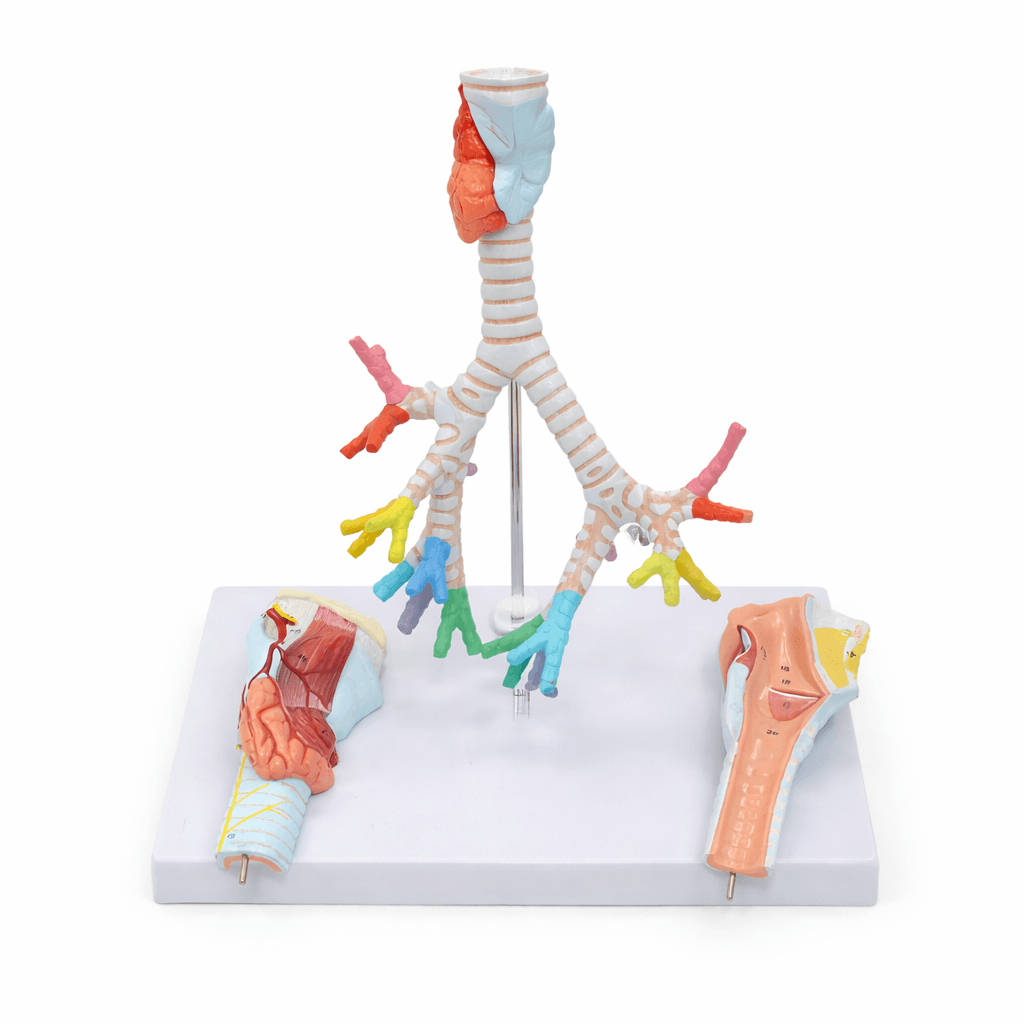 Trachea and Bronchus Model with Larynx, 3 Part, Natural Size