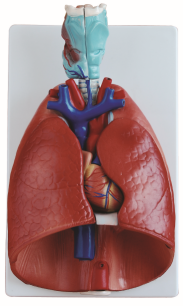 Larynx, Heart and Lung Model, 7 Parts