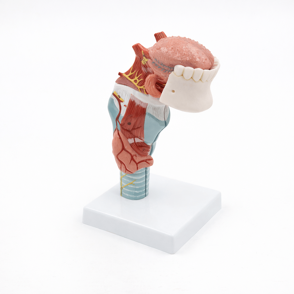 Tongue and Larynx Model, 5 Parts
