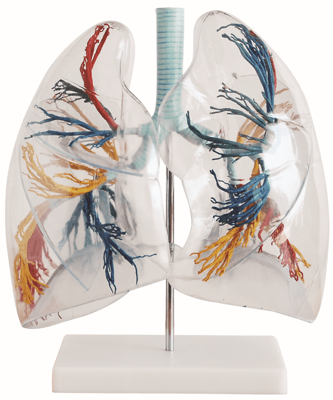 Model of the Transparent Lung Segment