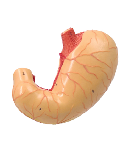 Stomach Sectional Anatomy Model, Life Size, 2 Parts