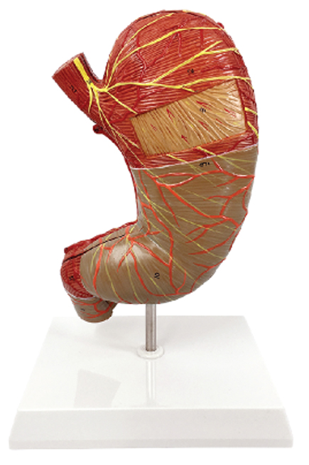 Stomach Model (1.5x Enlarged), 2 Parts