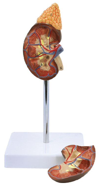 Kidney with Adrenal Gland, Life Size, 2 Parts