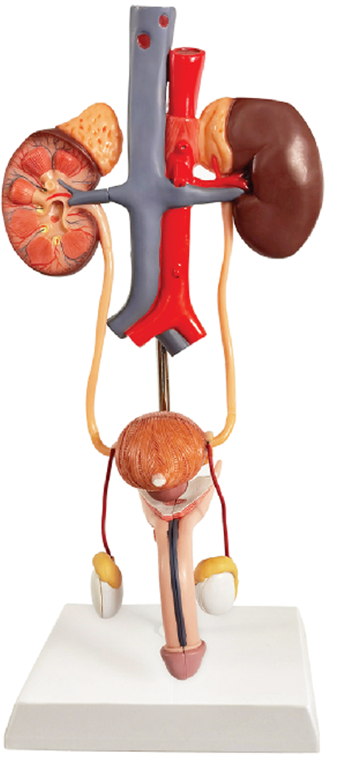 Free-Standing Male Urinary System, Life Size, 3 Parts