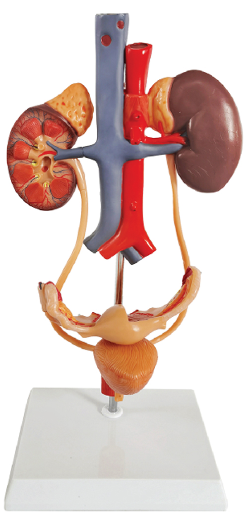 Free-Standing Female Urinary System, Life Size, 3 Parts