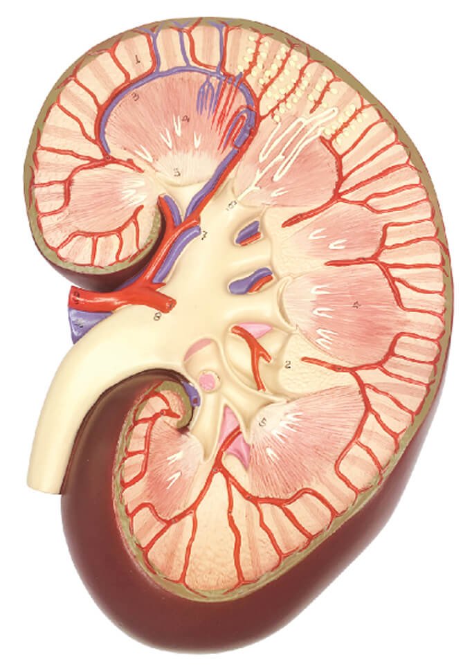 Kidney, 3x Enlarged