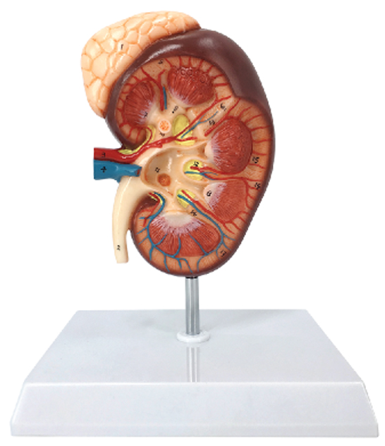 Kidney with Adrenal Gland, 1.5x Enlarged, 2 Parts