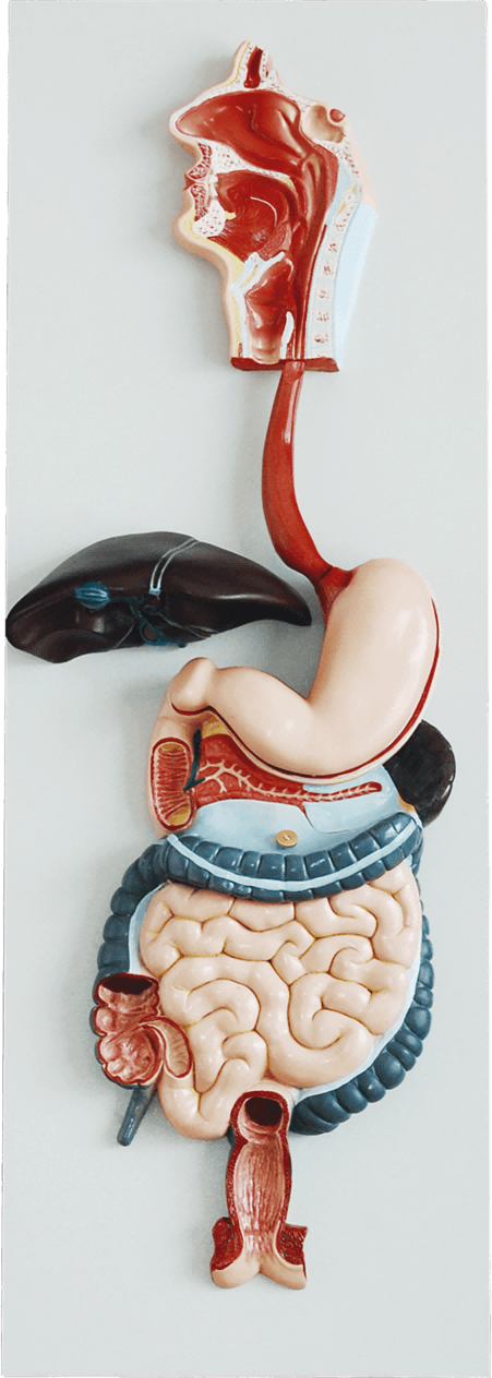 Digestive System, 3 Parts