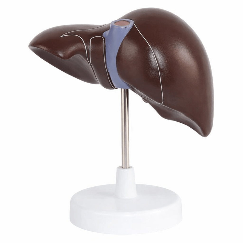 Life-Size Liver Model