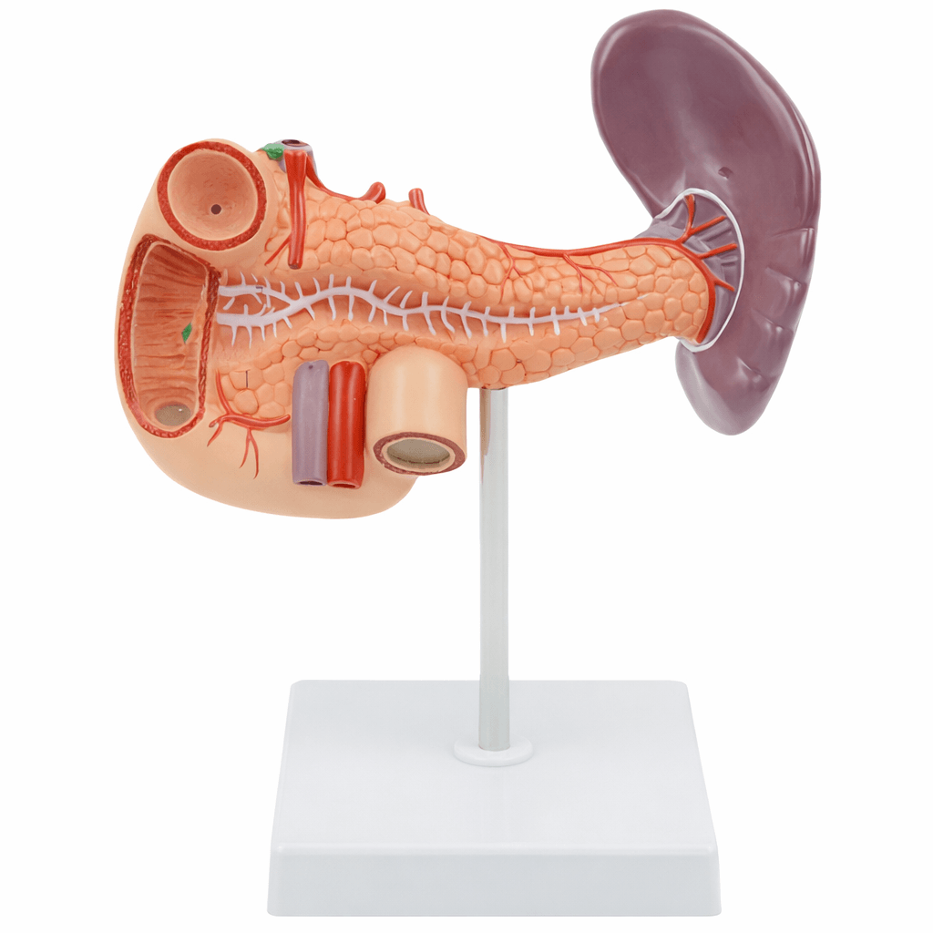 Spleen, Pancreas and Duodenum Model