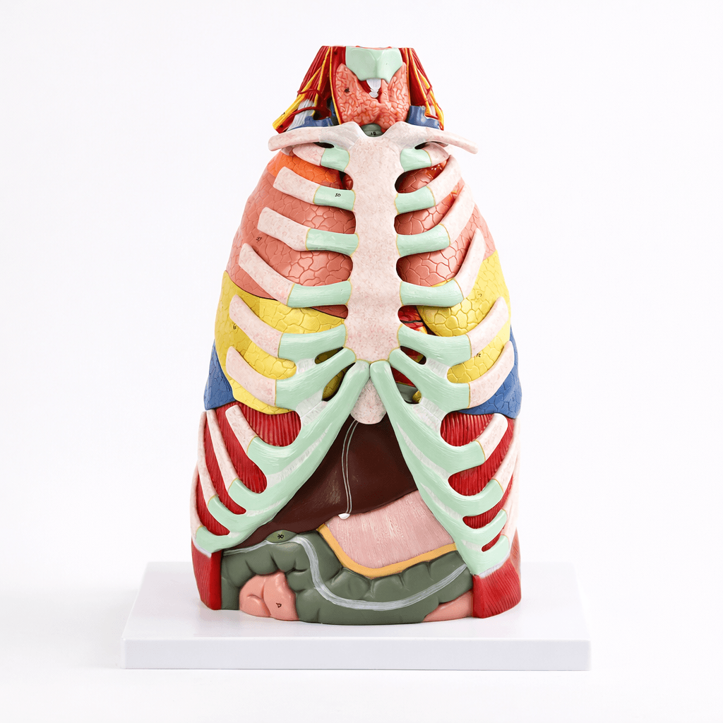 Thoracic Anatomical Model, 16 Parts